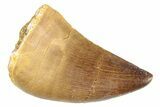 Fossil Mosasaur (Prognathodon) Tooth - Morocco #286283-1